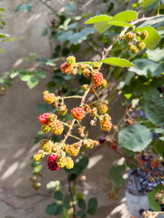 A bowl of blackberries, fruit, berry, health food. The berries are black, red and green. blackberries on a three