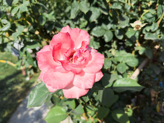 Pink rose among bushes, rose and bushes, flowers, plants, bushes in the garden at the dacha. High quality