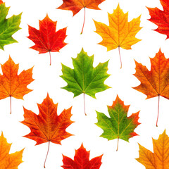 Vibrant assortment of colorful autumn maple leaves arranged in a grid pattern