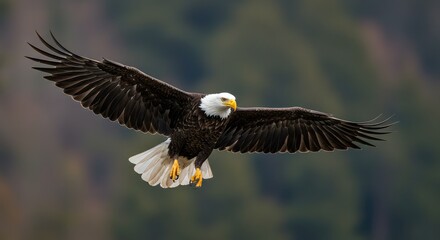 Fototapeta premium Majestic Bald Eagle soaring with powerful wings spread against a blurred natural background, symbol of freedom