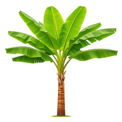 Vibrant banana tree lush green leaves tropical plant with thick trunk majestic nature