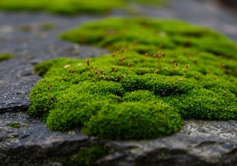 Emerald Moss Carpet: Stone's Soft Embrace