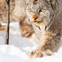 lynx in snow