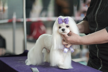 Maltese lapdog in a rack with a new hairstyle after grooming