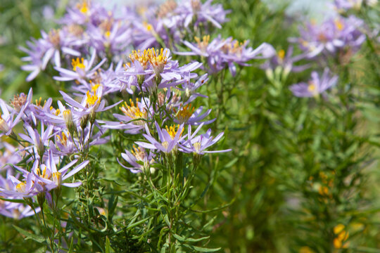 Cute little violet flower. Aster sedifolius or Galatella sedifolia. Summerpurple flowers with a beautiful golden center for background, post, screensaver, wallpaper, postcard, banner, cover, website