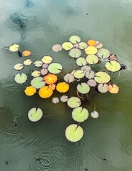 Vertical image of assorted coloured waterlily leaves green pond