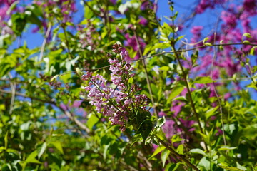 lavender flowers in the garden