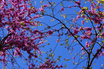 cherry blossom in spring