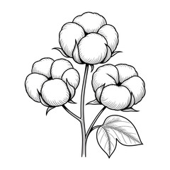 Cotton Plant Illustration | Botanical, Nature, Agriculture, Fiber, Textile, Farming Coloring page