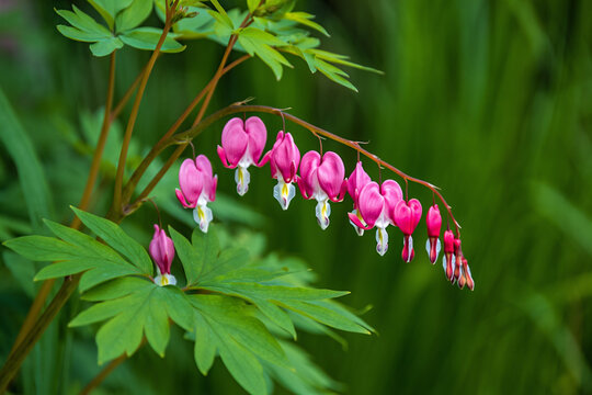 Graceful bleeding hearts in full bloom, a symbol of love.