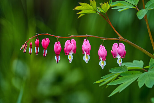 Graceful bleeding hearts in full bloom, a symbol of love.