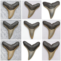 Megalodon tooth patern