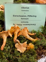Fresh Chanterelle Mushrooms on Forest Moss &ndash; Cantharellus cibarius
