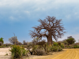 A giant baobab tree in Namibia.