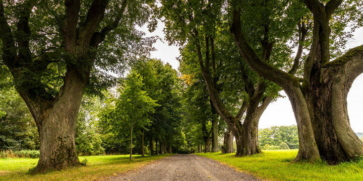 Alte Lindenallee in Lipova u Sluknova in Tschechien 6