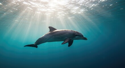 Obraz premium Majestic dolphin gracefully swims through sunlit ocean waters, embodying freedom and the vibrant beauty of marine life