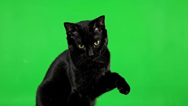 Playful Black Cat: A sleek black cat, with intense eyes and graceful paws, playfully stretches on a vivid green backdrop. Capturing the feline elegance.