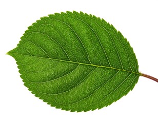 Fototapeta premium Isolated close-up shot captures intricate detail of a fresh green leaf
