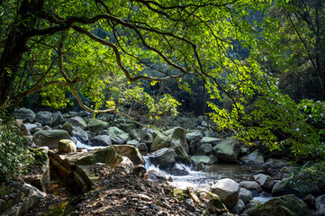 Dreamy scene in the mountain trail of riverside, sunlight shines on the tree and and river flows gently, in New Taipei City, Taiwan.
