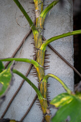Close up of plant growing on the wall, in New Taipei City, Taiwan.