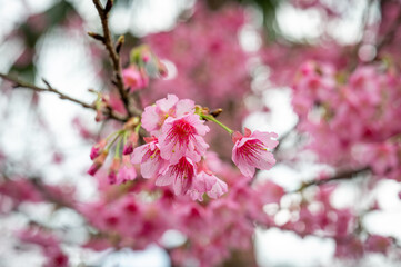 Close up of cherry blossom, background out of focus in purpose, in Keelung city, Taiwan.