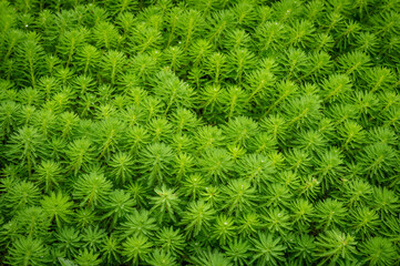 Close up of  Myriophyllum aquaticum growing on the water, in Taipei City, Taiwan.