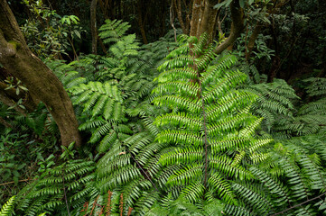 Giant Cyathea spinulosa growing nearby the hiking trail, in Taipei City, Taiwan.