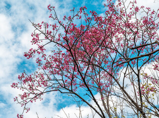 Cherry blossoms on the blue sky background, in Taipei City, Taiwan.