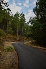 Camino en montaña, rodeado de pinos