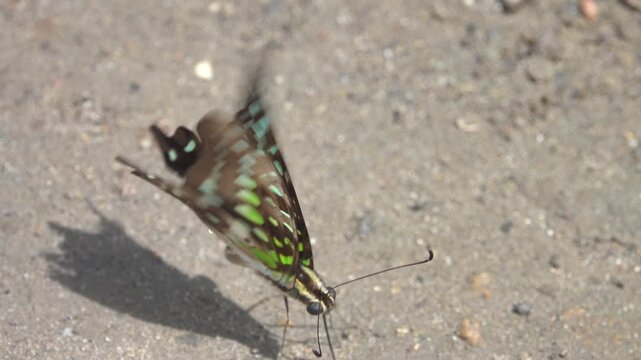 Linnaeus swordtail (Graphium agamemnon) drinks water and gets trace elements on a sandy river beach, Mountainous rainforest on Borneo island, Malaysia. January