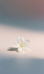 Serene still life of a single delicate white flower with soft diagonal shadows and copy space on a pastel pink and blue background