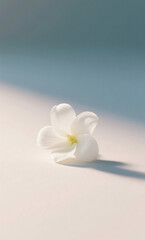 Minimalist still life composition of a single white plumeria flower resting in soft natural light creating a gentle diagonal shadow