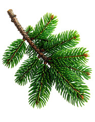 Close-up of a vibrant green fir tree branch.  Detailed needles, light brown stem.  Isolated on black background