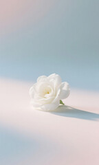 Serene minimalist still life of a delicate white jasmine blossom on a soft, dual-tone pastel background with gentle sunlight