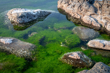 Close up of the seaweed flowing in the ocean nearby the coast, in Keelung city, Taiwan.