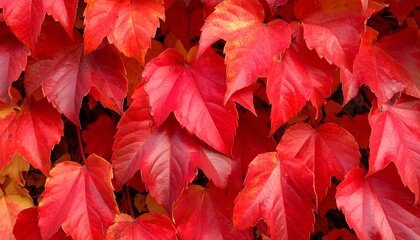 Vibrant close-up shows lush, red leaves of a climbing vine, tightly clustered together