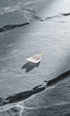 Elegant minimalist still life of a single delicate flower petal resting on a dark textured slate stone, evoking a sense of tranquility and simplicity