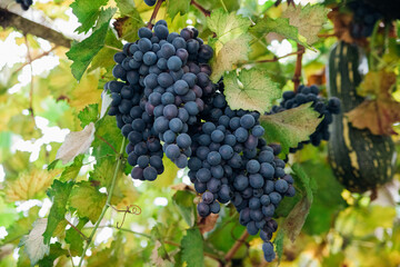 Bunches of ripe grapes for wine production in vineyards. There are large clusters of dark grapes hanging in the garden. Natural background.