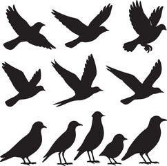 set of birds
