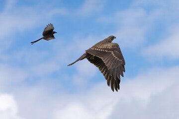 Black kite and black drongo in flight