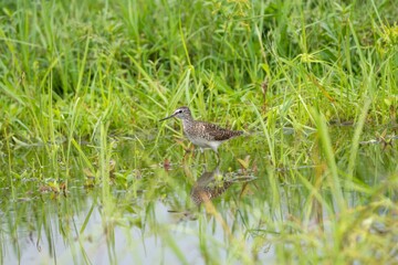Solitary Sandpiper in Lush Wetland