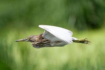 Indian pond heron in flight over grass