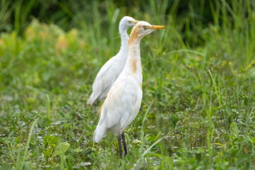 Fototapeta premium Cattle Egrets in a Green Wetland