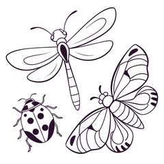 Outline drawing of a dragonfly butterfly and ladybug on a white background