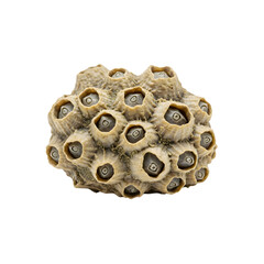 Barnacles attached to a rock formation isolated PNG with Transparent Background