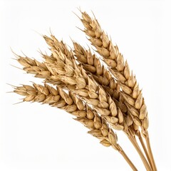 Golden Wheat Stalks on White Background Close Up Studio Shot Agriculture Food Grain Harvest and Healthy Raw