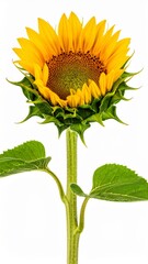 Fototapeta premium Vibrant Yellow Sunflower Blossom with Green Leaves on White Background for Summer Season