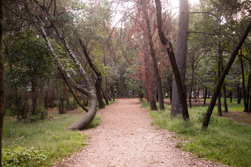Viveros de Coyoacán Park is one of the oldest and most important parks in Mexico City.