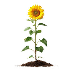 A sunflower is growing in the dirt