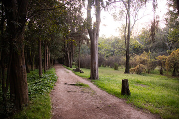 Viveros de Coyoacán Park is one of the oldest and most important parks in Mexico City. © Leckerstudio
